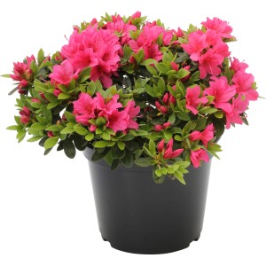 Japanische Azalee Michiko Rosa im Topf, leuchtend rosa Blüten und grüne Blätter.