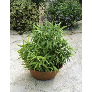 Zwergbambus Pleioblastus Pygmaeus im Topf, grüne Blätter, ca. 20-30 cm hoch.