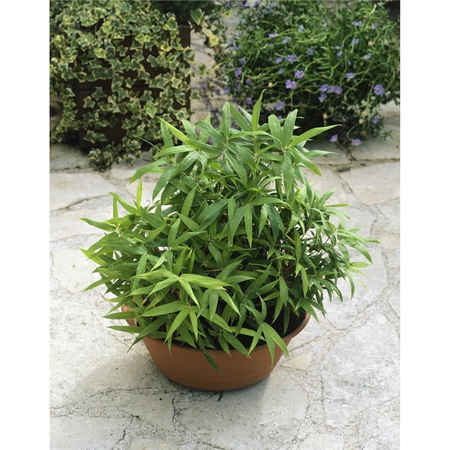 Pleioblastus Pygmaeus Zwergbambus 20–30 cm günstig online kaufen