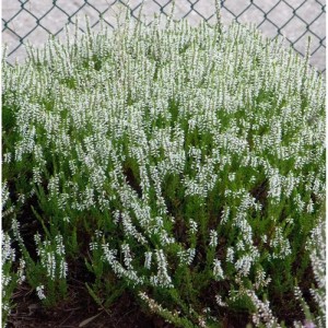 10 Knospenheide Gardengirls Klaudine (Calluna vulgaris) mit weißen Blüten.