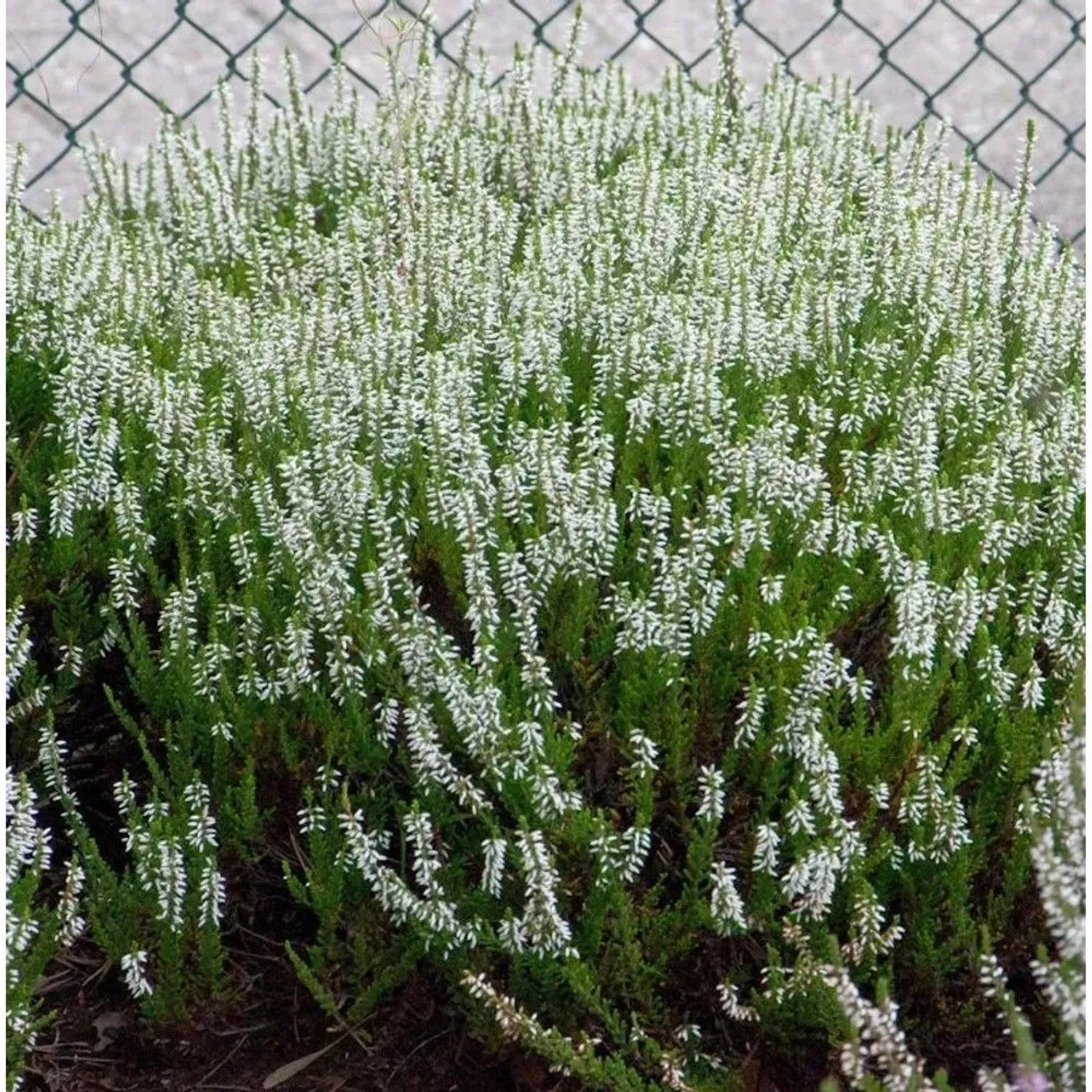 10x Knospenheide Gardengirls Klaudine - Calluna vulgaris