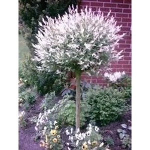 Harlekin-Weide 'Hakuro Nishiki' als Stämmchen im Garten, bunte Blätter, Stammhöhe 125 cm.