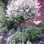 Harlekin-Weide 'Hakuro Nishiki' als Stämmchen im Garten, bunte Blätter, Stammhöhe 125 cm.