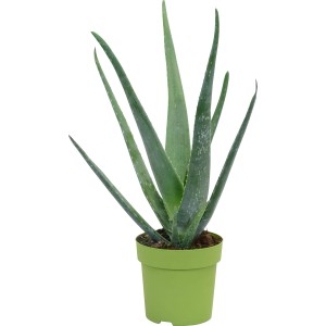 Aloe Vera im Topf, ca. 14 cm Durchmesser. Sukkulente Zimmerpflanze mit grünen Blättern.
