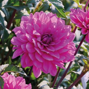 Nahaufnahme einer violetten Dahlie (Purple Lady) von GROW by OBI, ca. 90cm hoch.