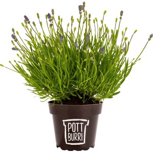 Pottburri Lavendel im Topf, ca. 13 cm Ø. Duftende Lavandula angustifolia für Beet und Balkon.