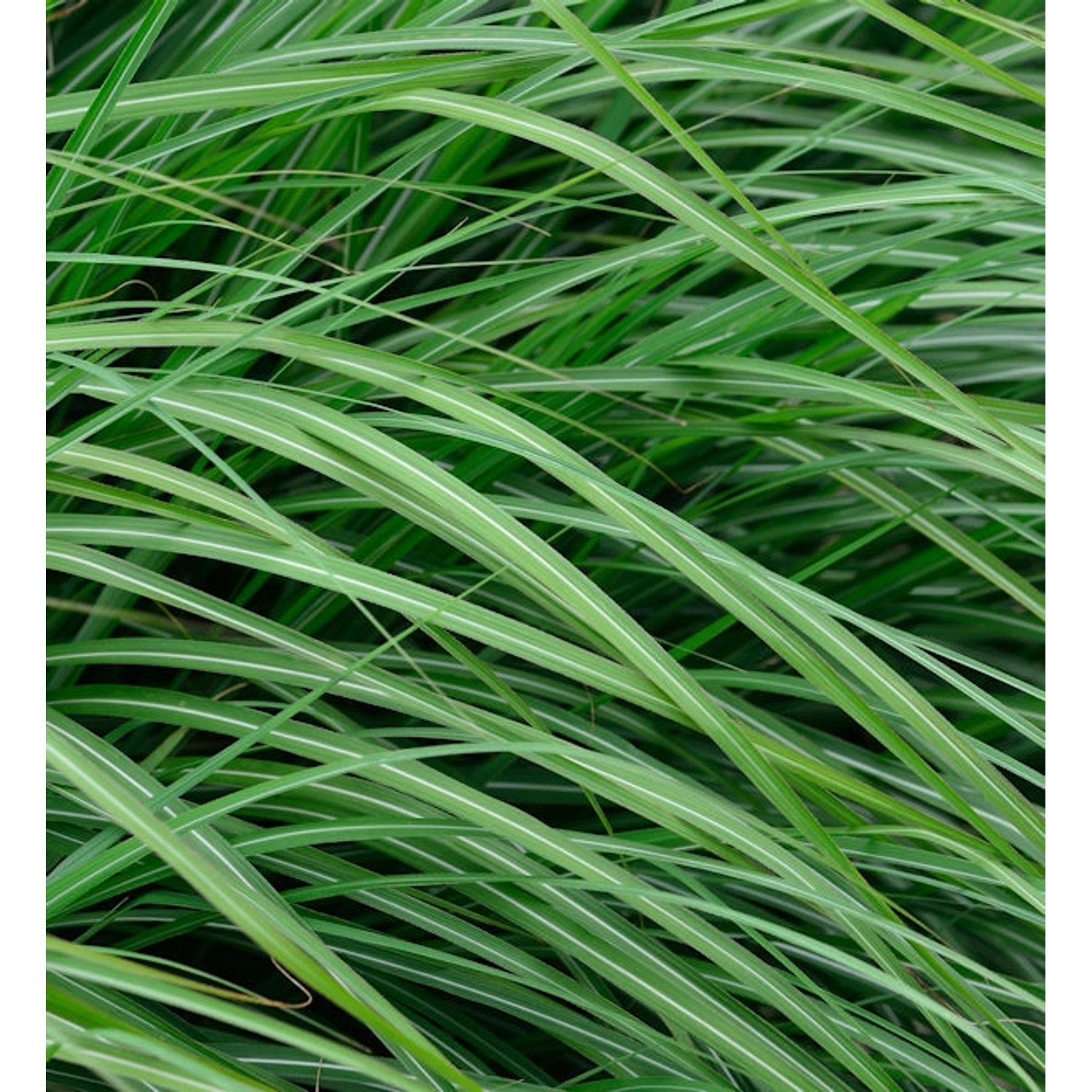 Chinaschilf Adagio - Miscanthus sinensis günstig online kaufen