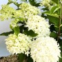 Baumfink Rispenhortensie Skyfall als Topfpflanze 60-80cm_4