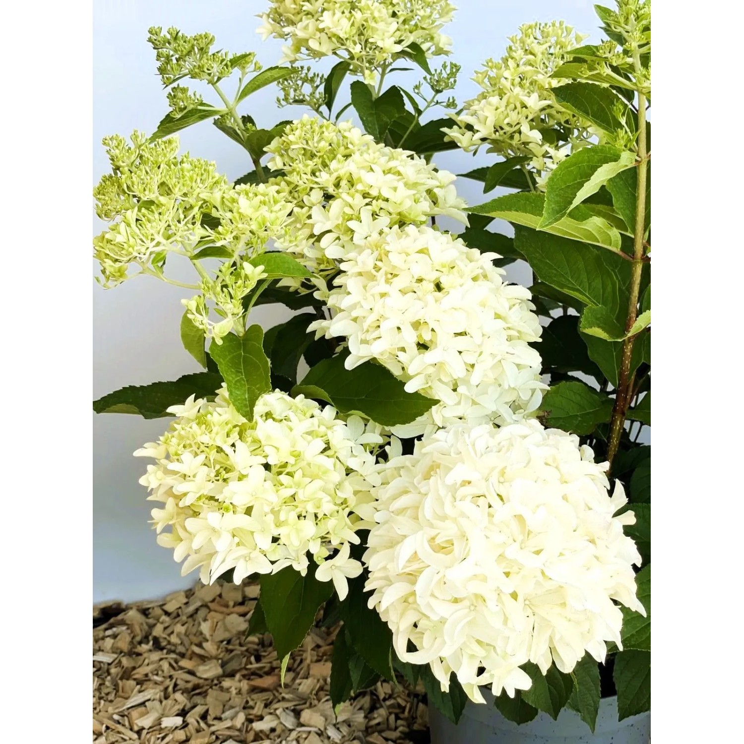 Baumfink Rispenhortensie Skyfall als Topfpflanze 60-80cm_4