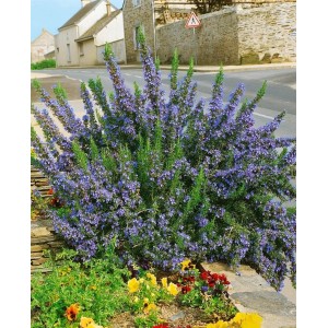 Blühender Rosmarin 'Corsican Blue' im 9x9 cm Topf. Blauer Strauch für Garten und Kübel.
