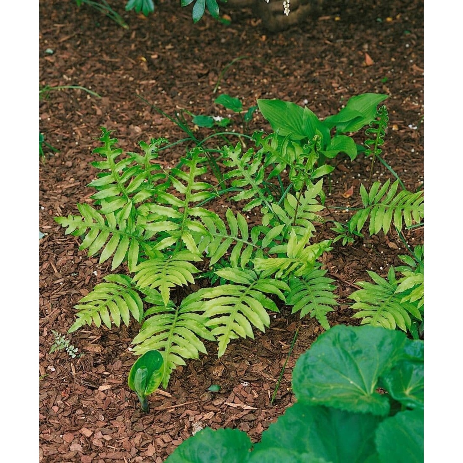 Woodwardia Fimbriata Farn Ca. 9x9 cm Topf günstig online kaufen