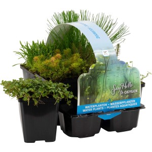 Teichpflanzen-Set Sauerstoffquelle, 6er-Pack im schwarzen Topf (Ø 9cm) für den Gartenteich.