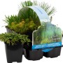 Teichpflanzen-Set Sauerstoffquelle, 6er-Pack im schwarzen Topf (Ø 9cm) für den Gartenteich.