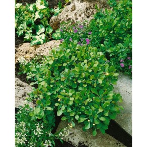 Kompakte Polster-Berberitze (Berberis Buxifolia Nana) im Garten, grüne Blätter und kleine gelbe Blüten.