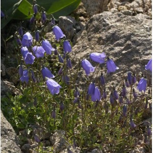 Nahaufnahme der blauen Blüten der Zwergglockenblume (Campanula cochleariifolia) im Steingarten.
