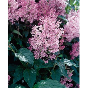 Amerikanischer Flieder Minuet Violett mit üppigen, violetten Blütenständen und grünen Blättern.