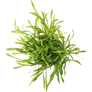 Dennerle Aquariumpflanze Lilaeopsis Brasiliensis, grüne Vordergrundpflanze für Aquarien.