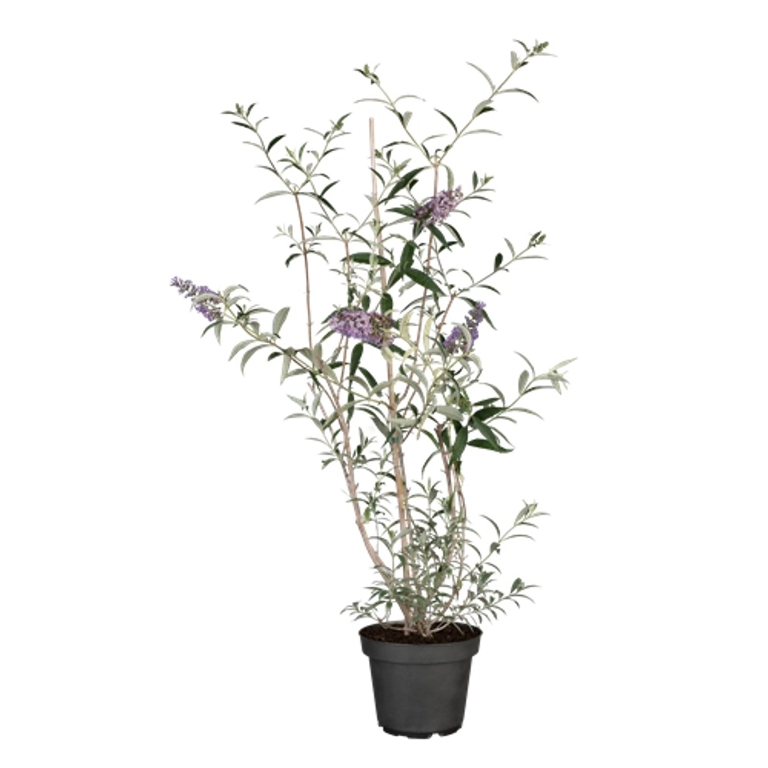 Buddleja Davidii Schmetterlingsstrauch Nanho Blue 40-60 cm günstig online kaufen