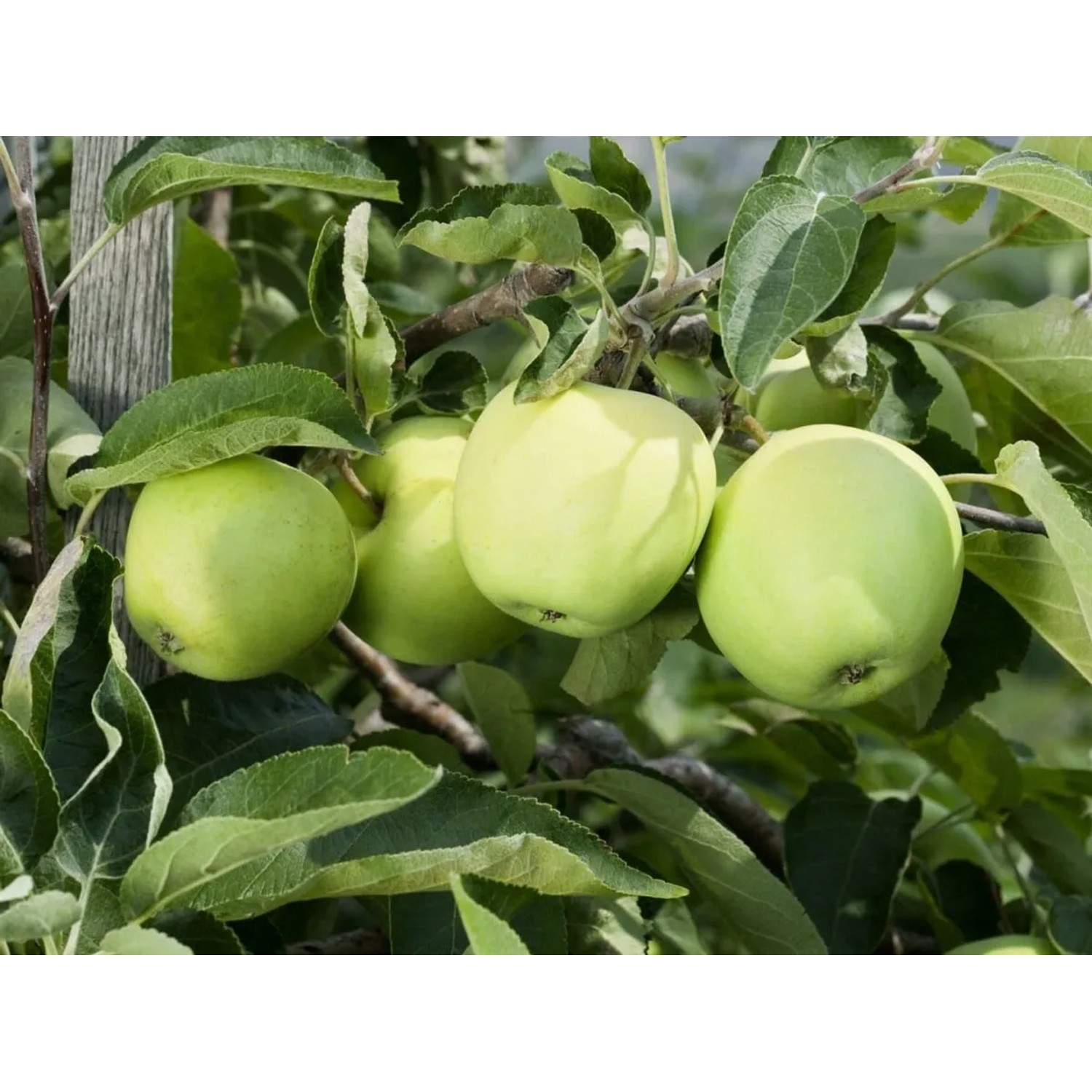 Foto von Klarapfel-Baum (150–200 cm) mit hellgrünen Äpfeln. Hausbaum für Garten & Obsternte.