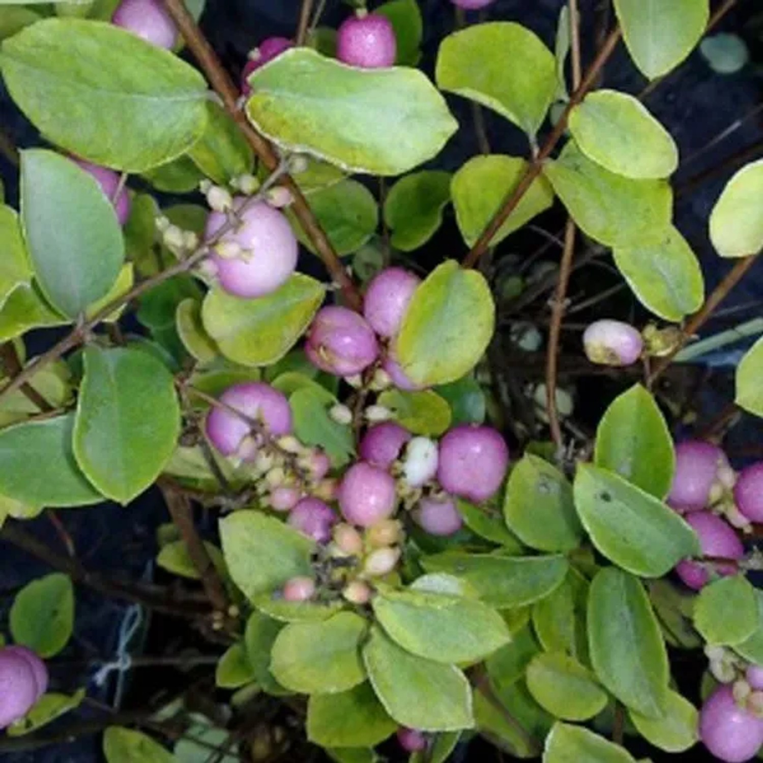 Schneebeere 'Mother of Pearl' Symphoricarpos doorenbos 50 bis 60 cm im Container Zierfrüchte