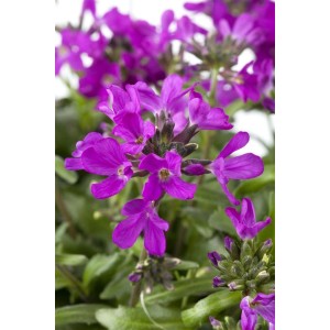 Nahaufnahme der rot blühenden Gänsekresse Arabis Blepharophylla 'Rote Sensation' im Topf.