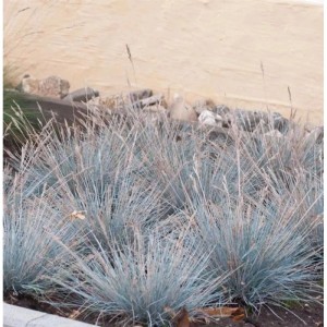 Bläulich-grüne Blauschwingel Uchte Staude im Gartenbeet.