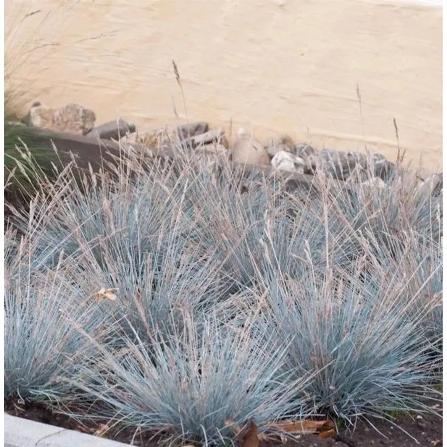 Blauschwingel Uchte - Festuca cinerea