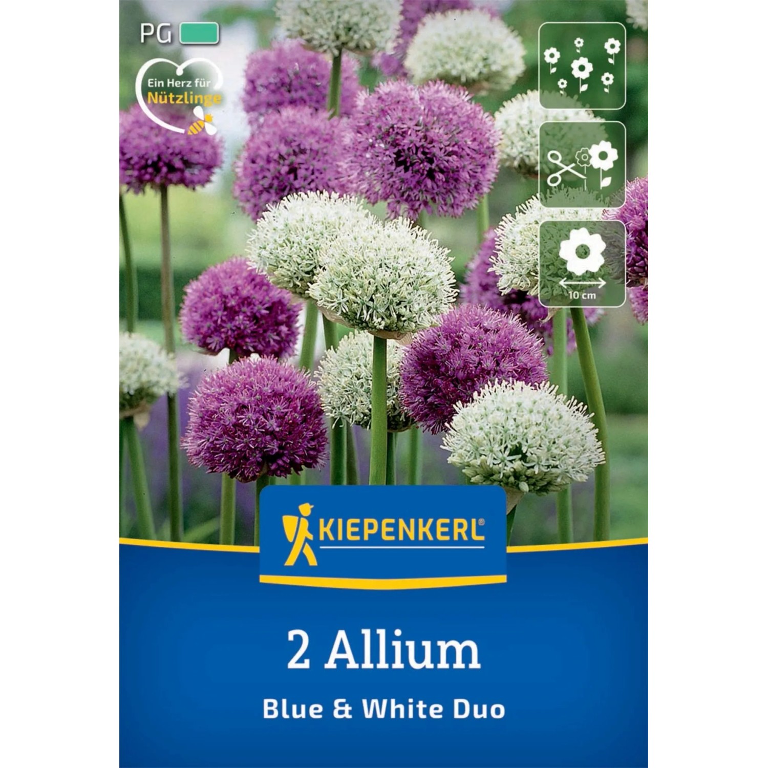 Kiepenkerl Blumenzwiebel Allium Mix Blue & White 2 Stück
