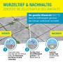 Unkrautbeseitigung mit Gloria Thermoflamm Bio Electro: Vorher-Nachher-Effekt der Unkrautentfernung mit Hitze.