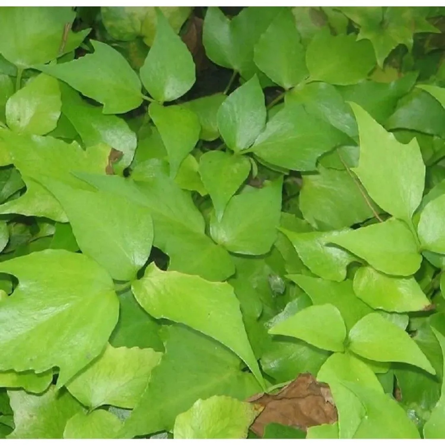 Sichel Ilexfarn - Cyrtomium falcatum