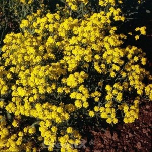 Gelbes Steinkraut Compactum (Aurinia saxatile) im Gartenbeet. Blühende Staude.
