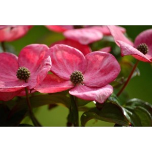 Baumfink Japanischer Blumen Hartriegel Rosy Teacups als Topfpflanze 60-80cm
