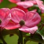 Baumfink Japanischer Blumen Hartriegel Rosy Teacups als Topfpflanze 60-80cm_2