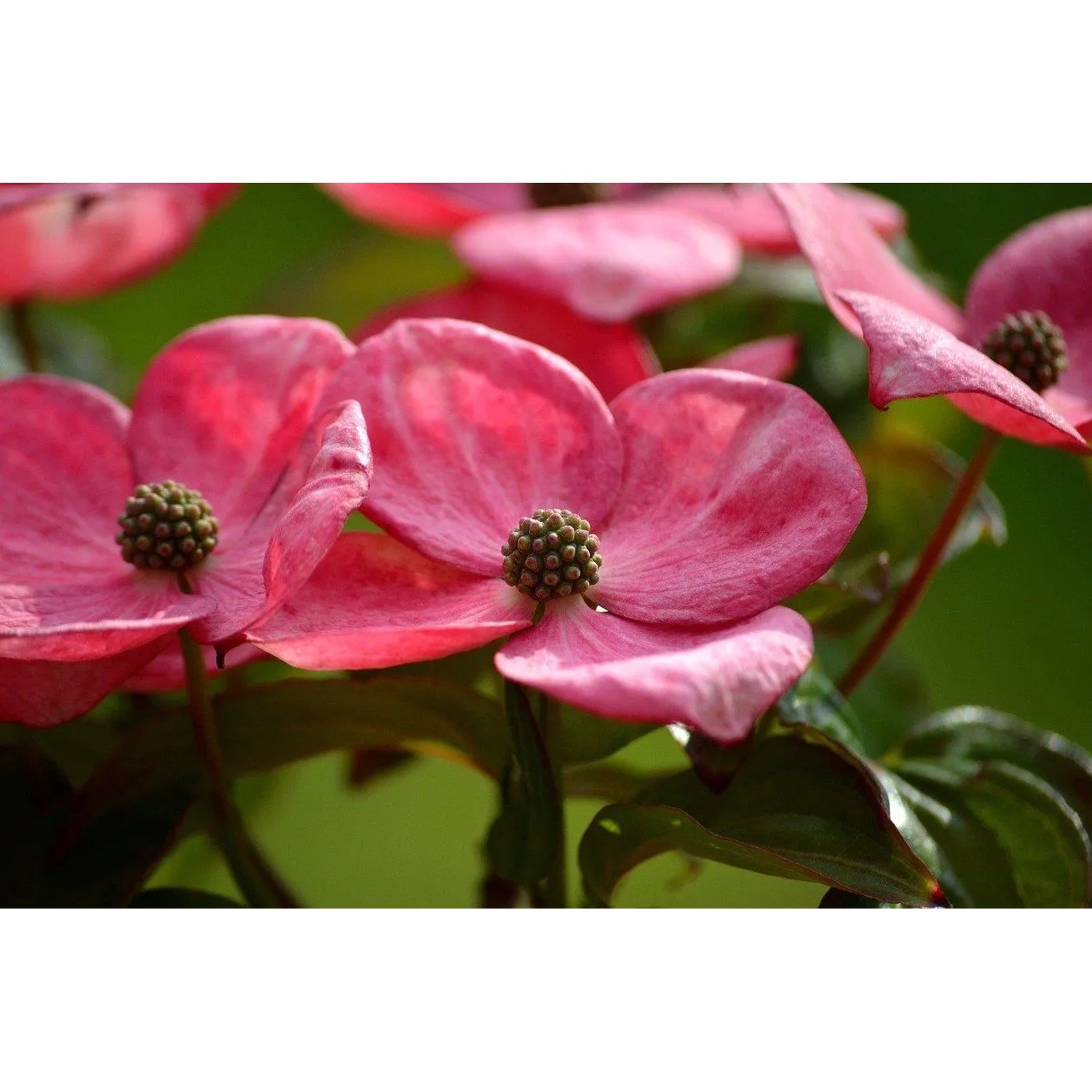 Baumfink Japanischer Blumen Hartriegel Rosy Teacups als Topfpflanze 60-80cm_2