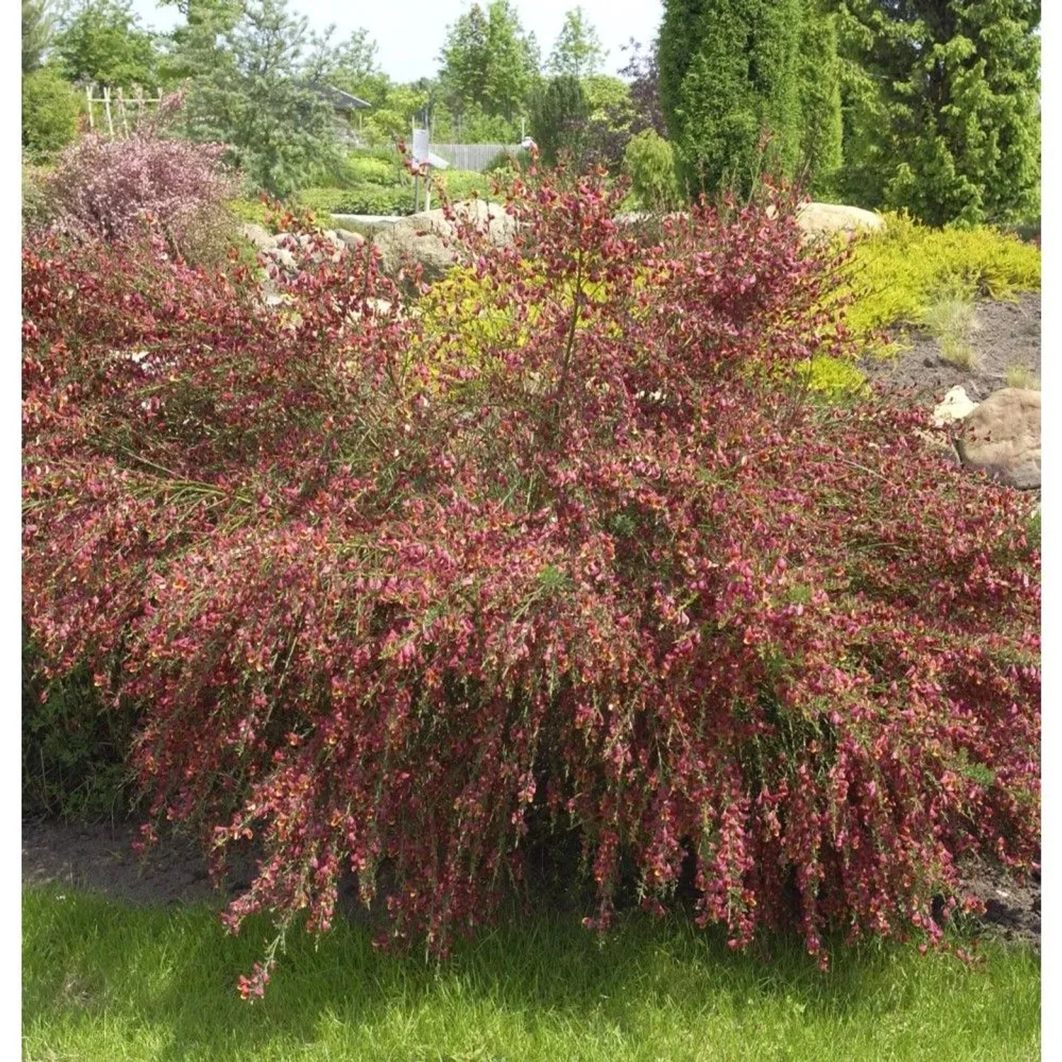 Edelginster Lena 40-60cm - Cytisus scoparius
