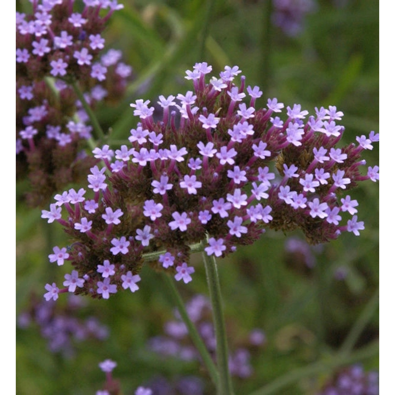 Eisenkraut - Verbena bonariensis günstig online kaufen