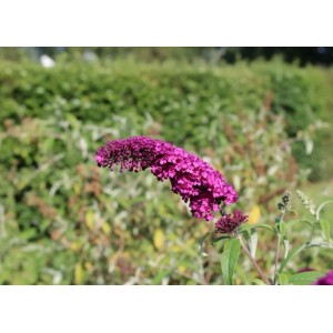 Sommerflieder Royal Red: Topfpflanze mit intensiver, roter Blüte, ein Blickfang im Garten.