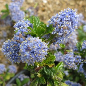Säckelblume 'Blue Mound' Ceanothus 30 bis 40 cm im Container Hellblau