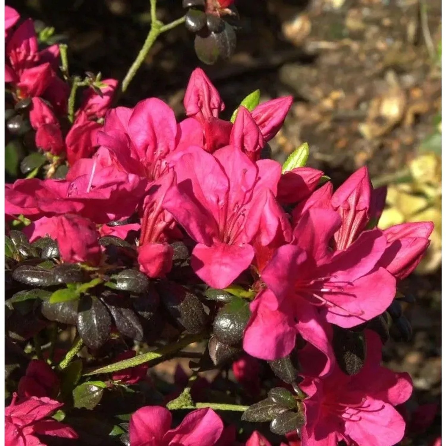 Japanische Azalee Maruschka 40-50cm - Rhododendron obtusum - Zwerg Alpenrose