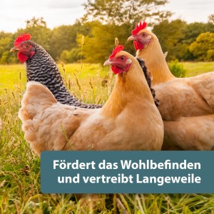Hühner picken im Grünen, Quiko Hobby Farming Mini Popcorn als Ergänzungsfutter.