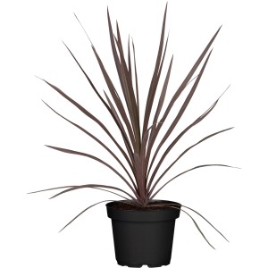 GROW by OBI Keulenlilie Red Star im Topf, dunkelrote Blätter. Kübelpflanze für Innen & Außen.