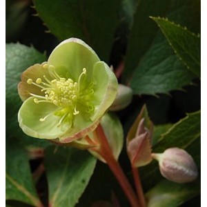 Nahaufnahme einer hellgrünen Christrose 'Sterni' (Helleborus sternii) mit gelben Staubgefäßen.
