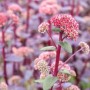 Fette Henne 'Red Cauli' (Sedum Telephium) mit roten Blüten im Topf.