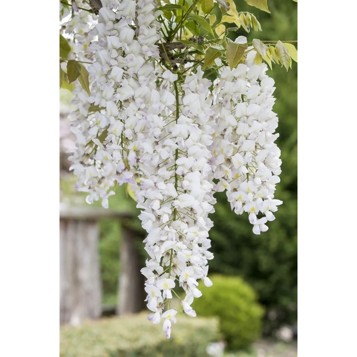 Chinesischer Blauregen 'Alba' mit üppigen, weißen Blütentrauben. Kletterpflanze für Garten und Pergola.