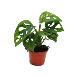 Kleine Monstera Monkey Mask (Fensterblatt) Minipflanze im 5,5cm Topf.