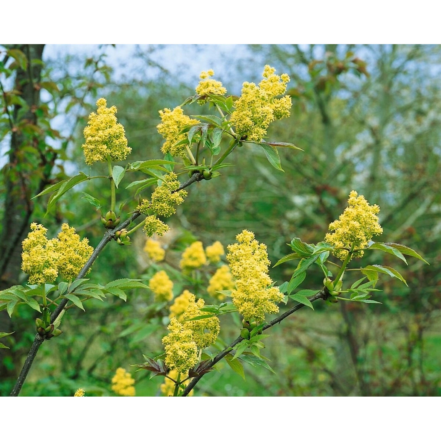 Sambucus Racemosa Roter Holunder 125–150 cm Dekorative Beeren günstig online kaufen