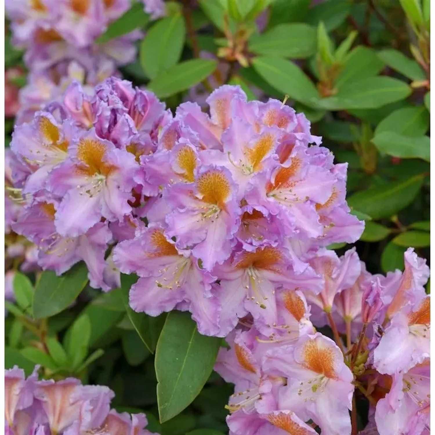 INKARHO - Großblumige Rhododendron Tanaga 40-50cm - Alpenrose