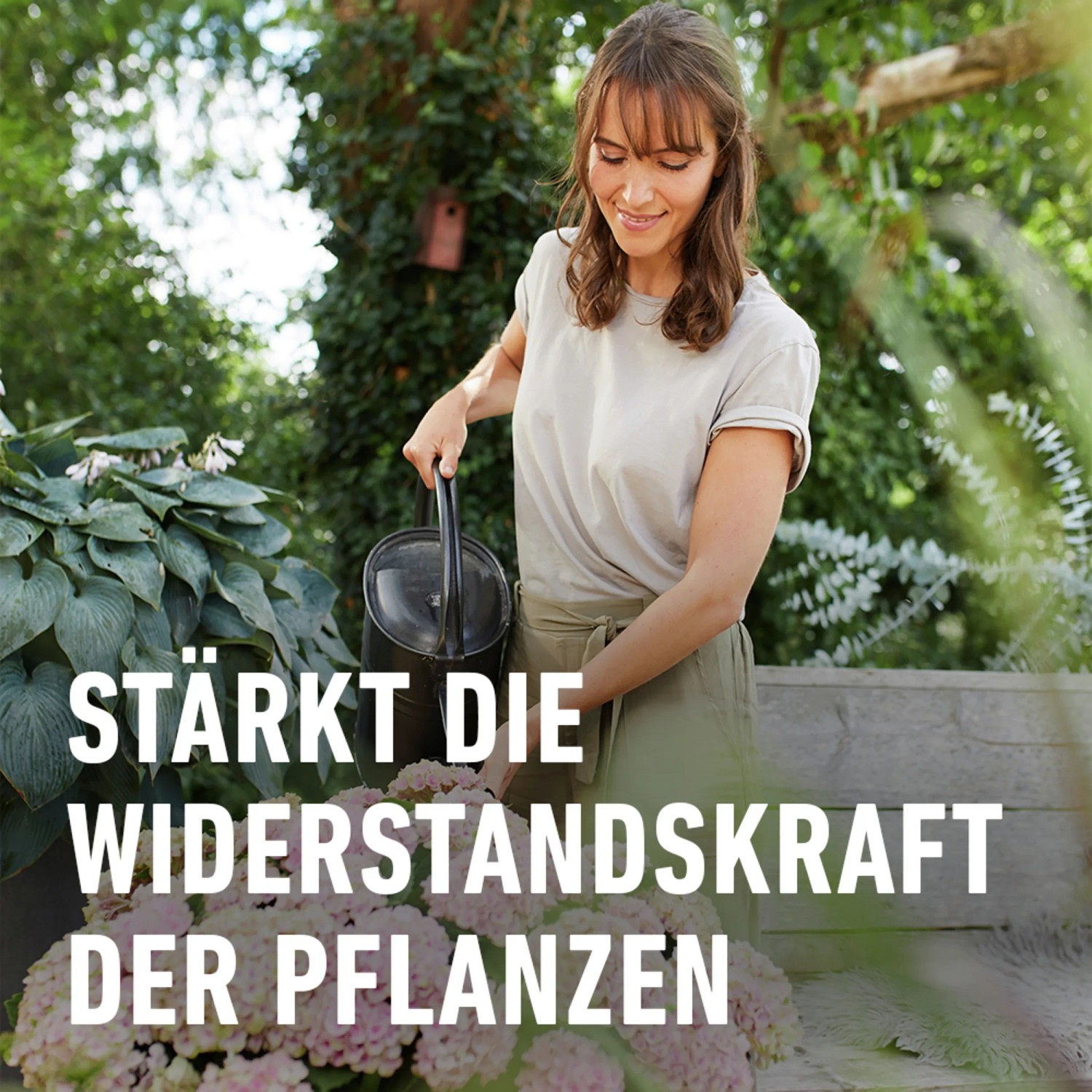 Frau gießt Hortensien mit Gießkanne, im Vordergrund Hortensiendünger. Stärkt die Widerstandskraft der Pflanzen.