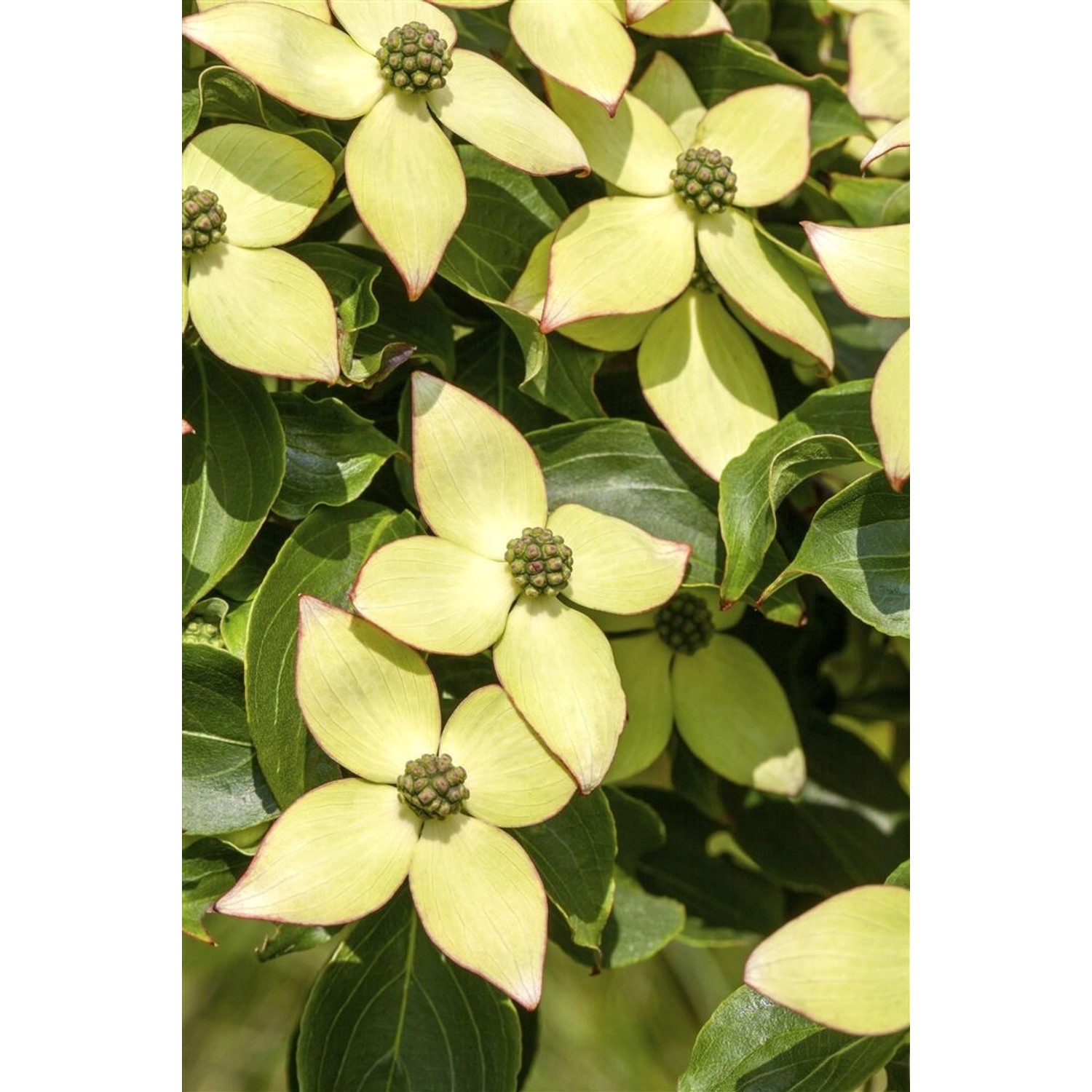 Nahaufnahme: Chinesischer Hartriegel 'Wietings Select' mit cremeweißen Blüten und grünen Blättern.