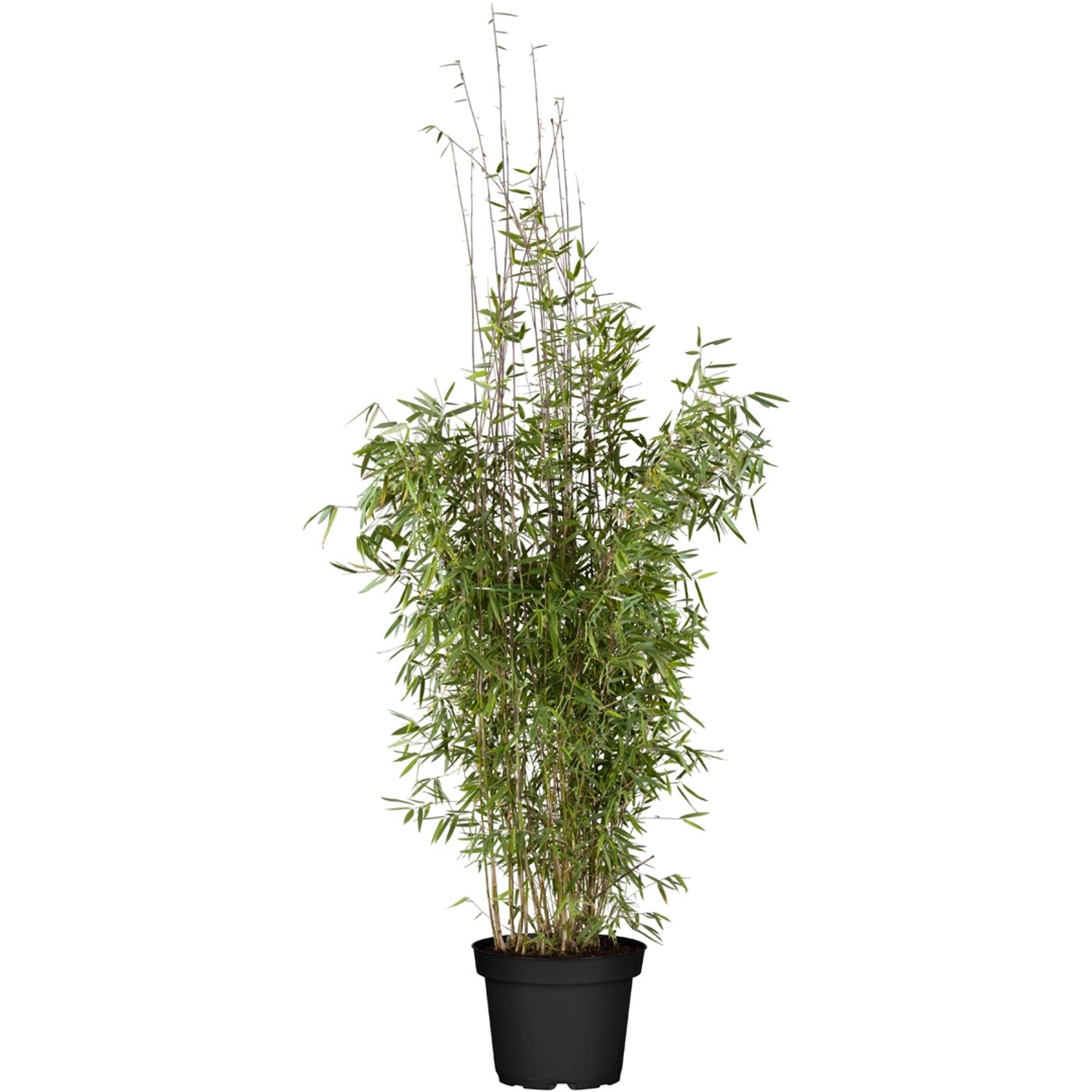 Gartenbambus "Honey Guide" Höhe ca. 60 80 cm Topf ca. 7,5 l kaufen